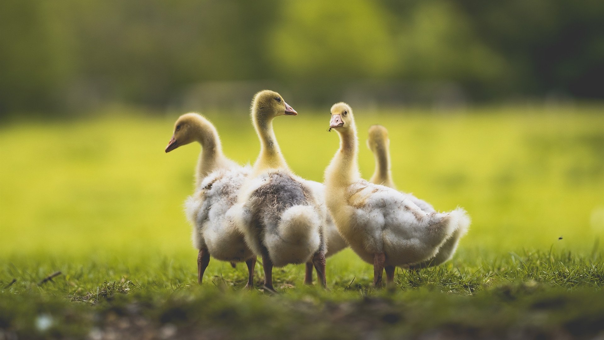台球比赛中的精彩瞬间回放，台球比赛精彩视频